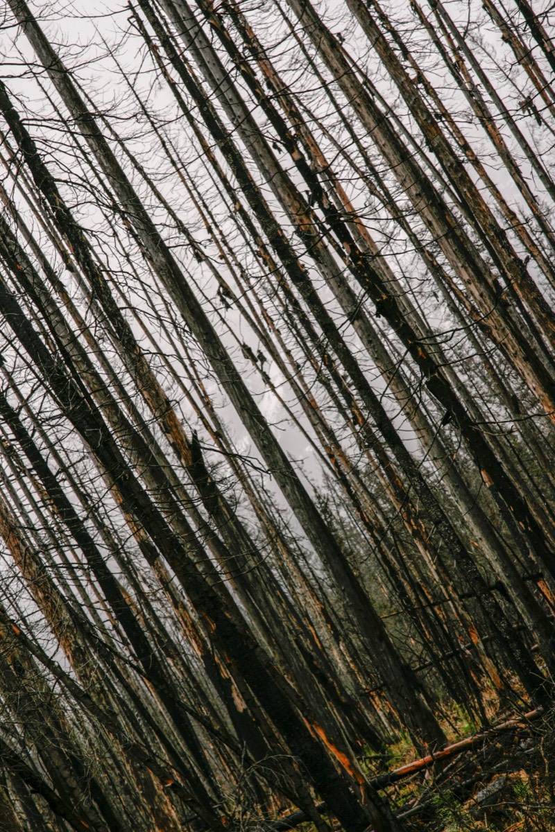 The trail cuts through bleak, blackened forest - Kootenay NP