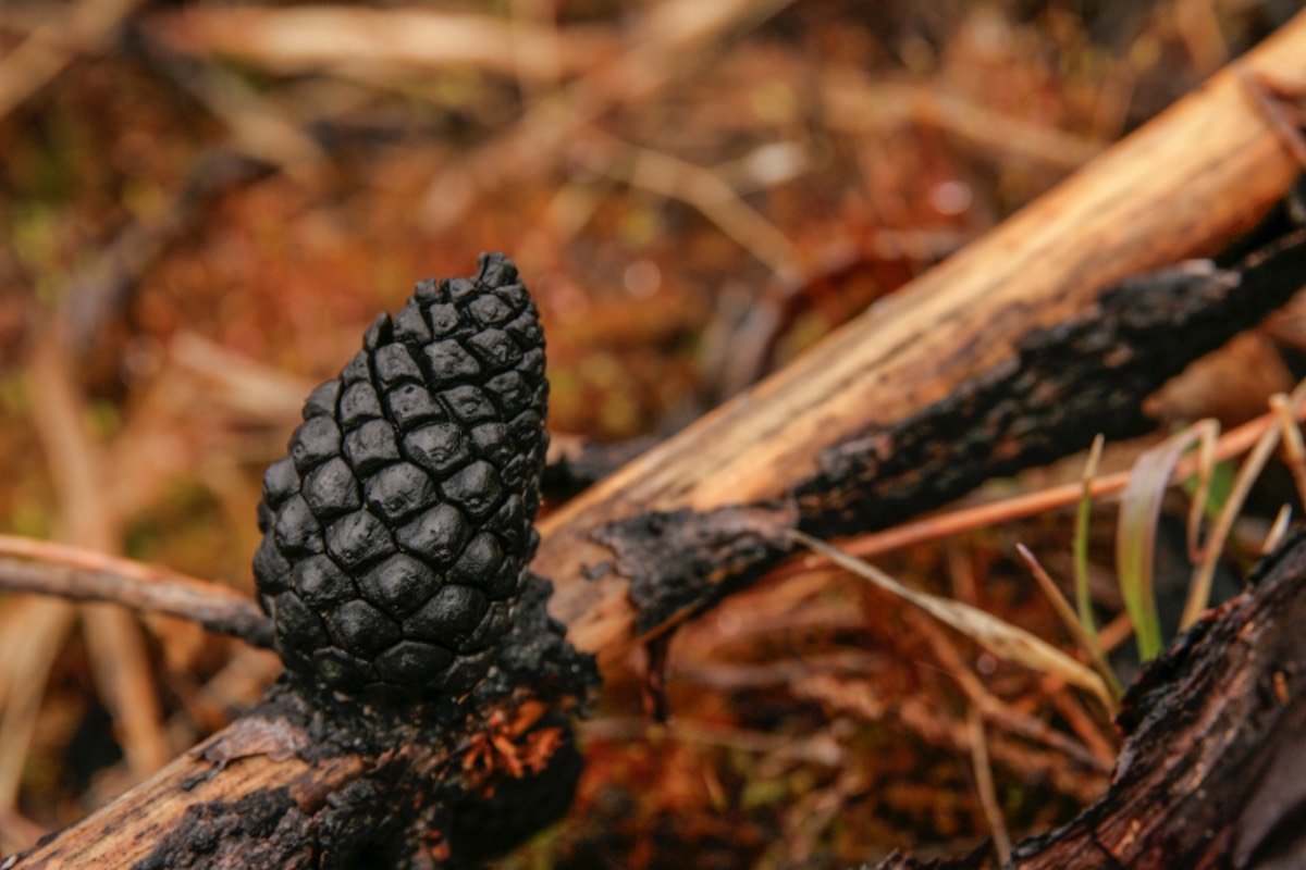 Burnt Pinecone - Kootenay NP