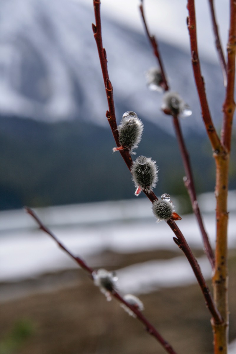 A few secret signs of Spring - Yoho NP