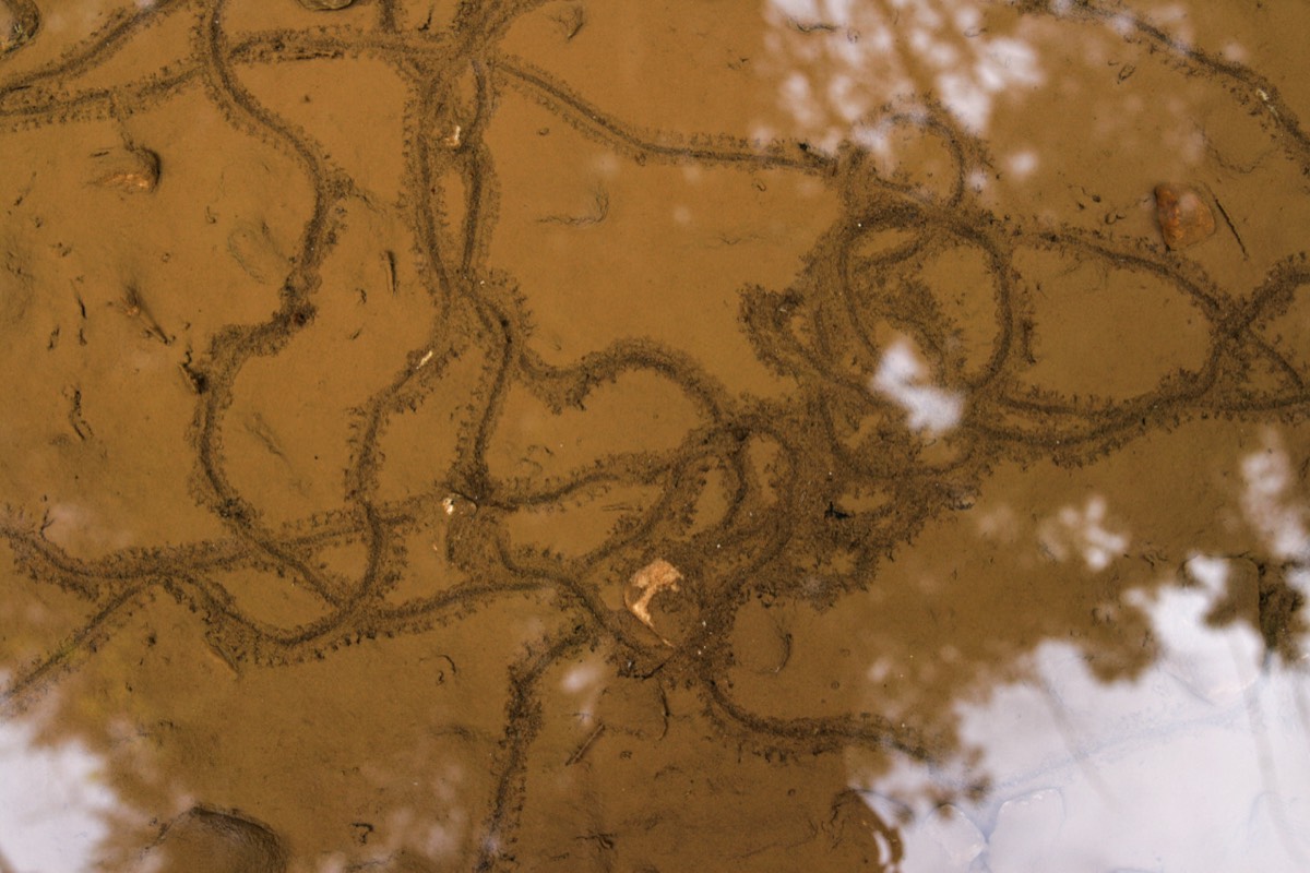What wiggly ways are these? Puddle on the trail.  Revelstoke