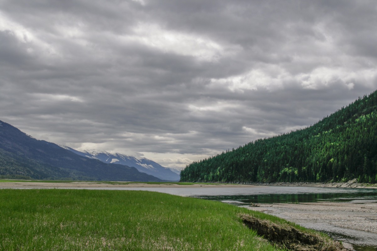 Grassy bank in the Columbia River - Revelstoke