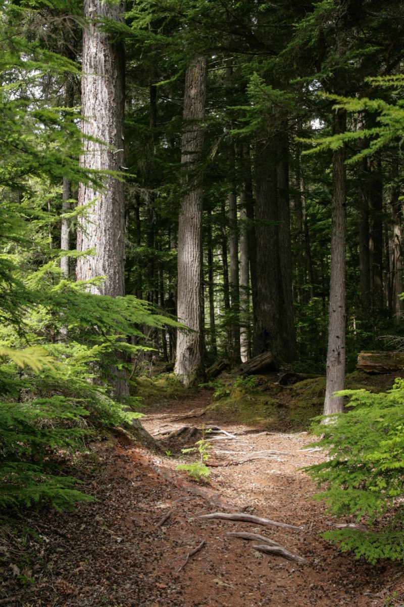 Back up Bigbie Trail - Revelstoke