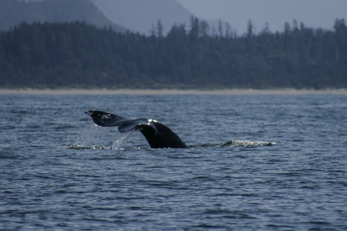 Grey whale (well, its tail anyway)