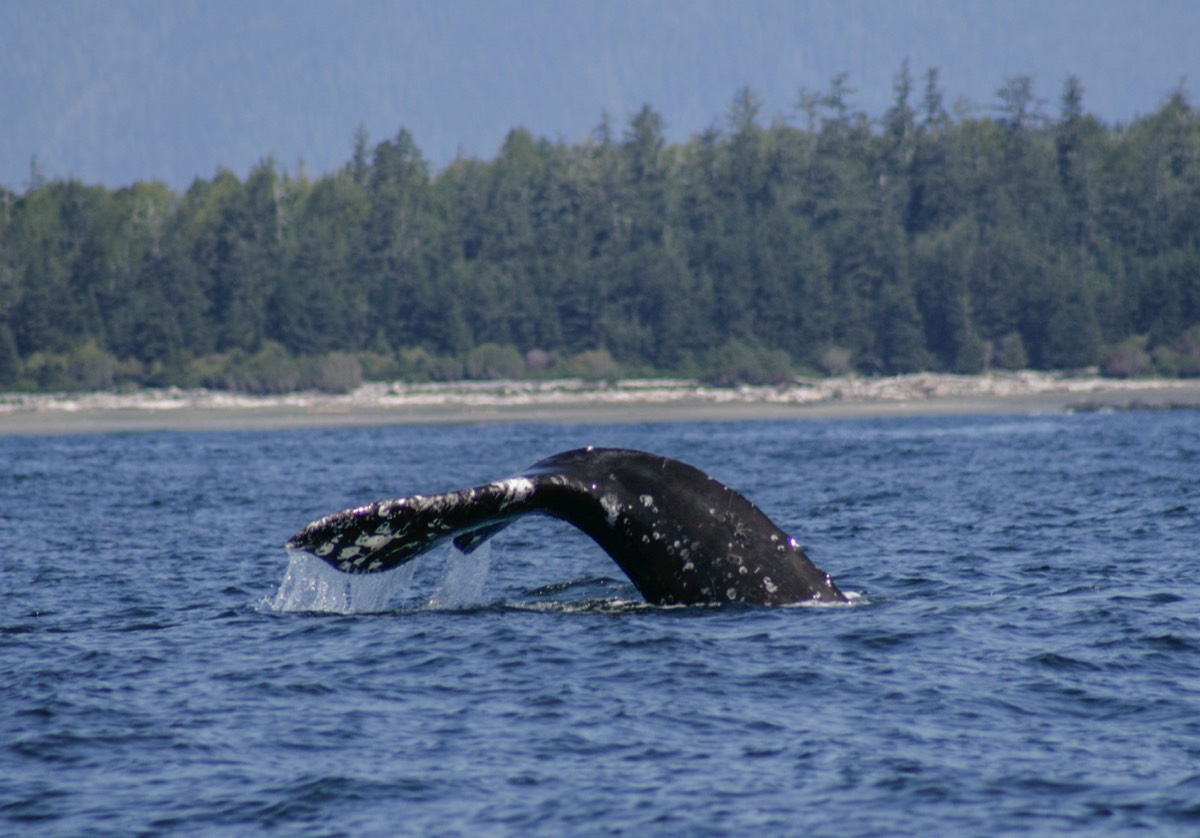 Grey whale