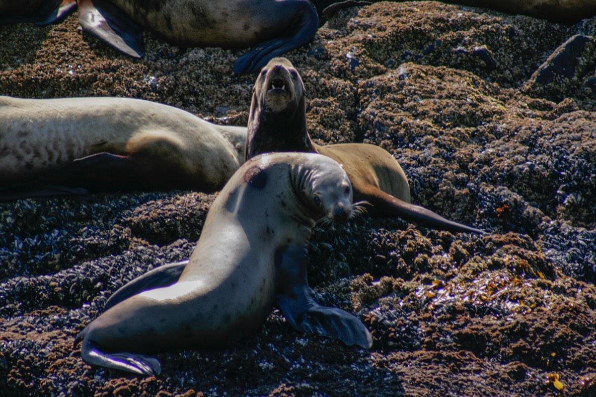 Sea lions on a rock