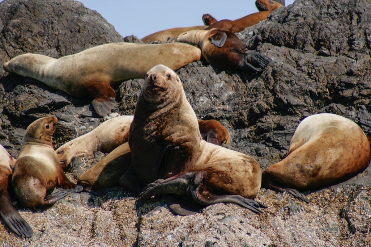 Sea lion; king of the harem