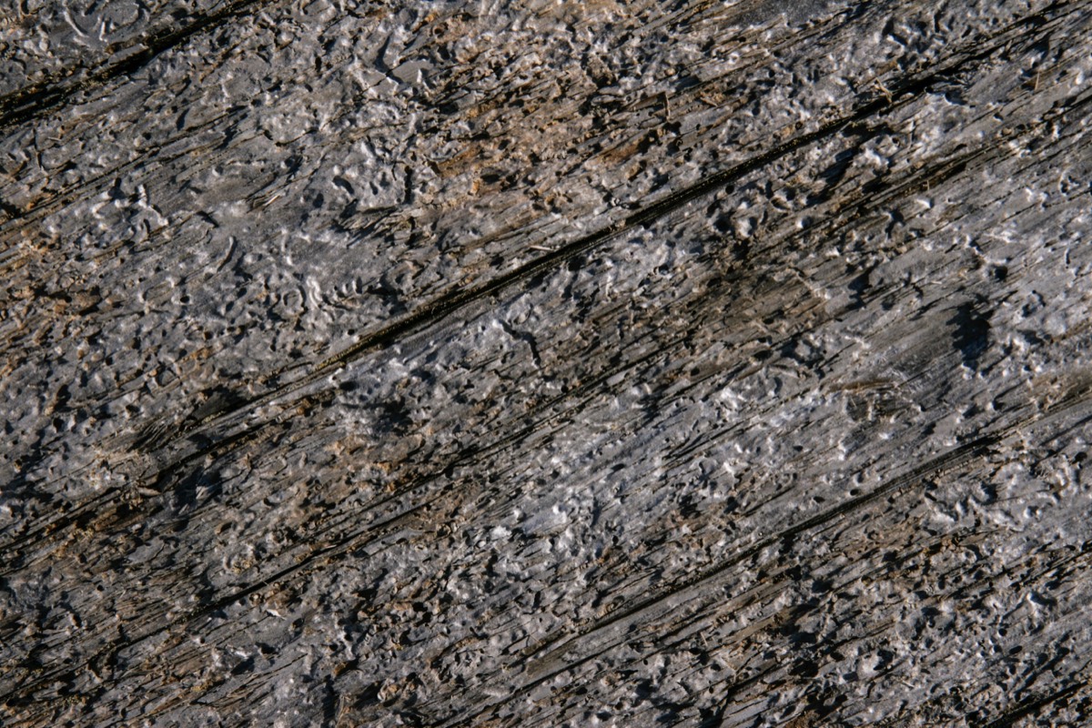 Weathered wood - Pacific Rim National Park