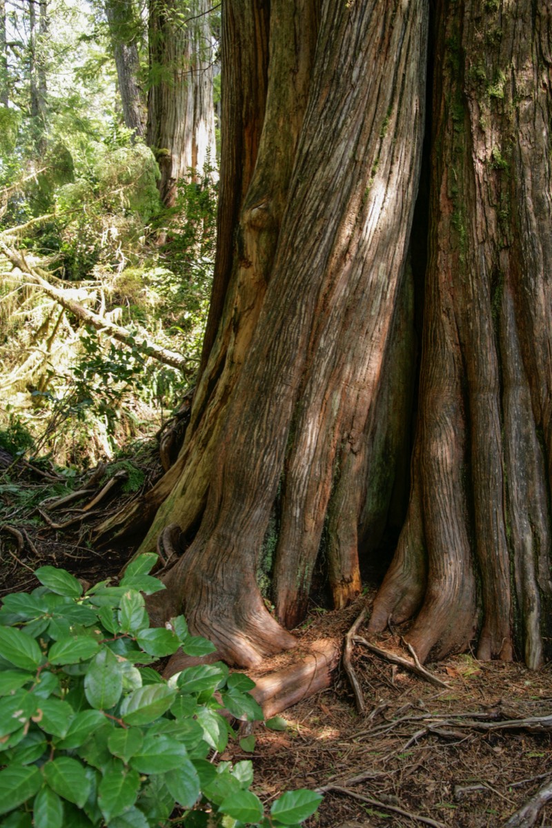 Pacific Rim National Park - Vancouver Island
