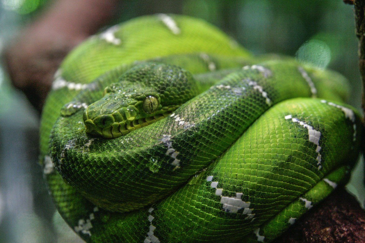 Vancouver Aquarium - Boa?