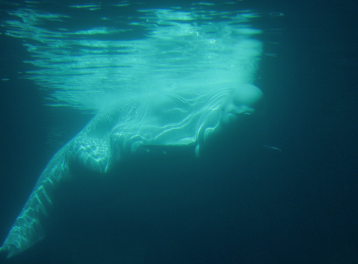 Vancouver Aquarium - Beluga