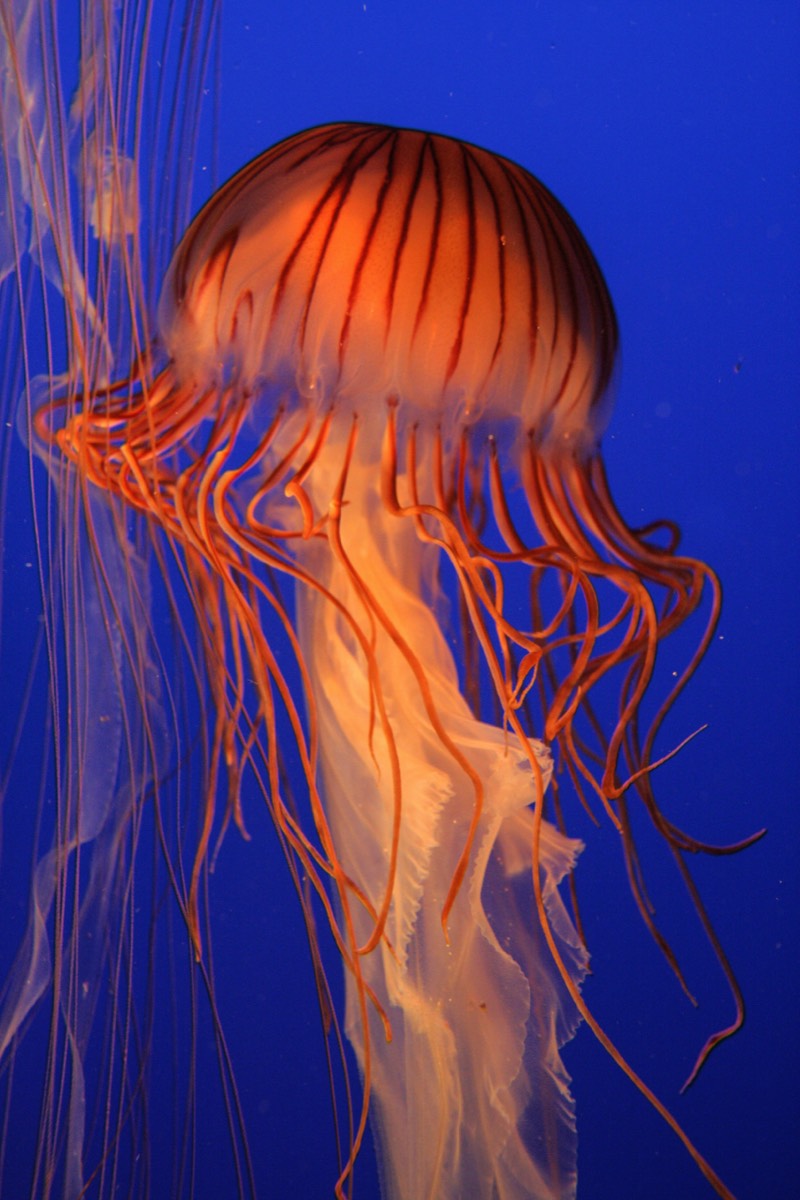 Vancouver Aquarium - Jellyfish