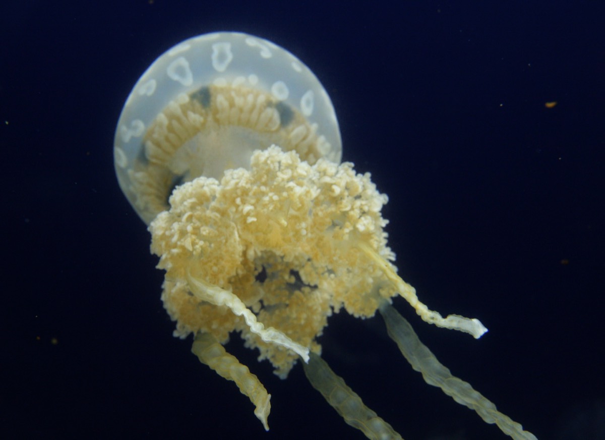 Vancouver Aquarium - Jellyfish