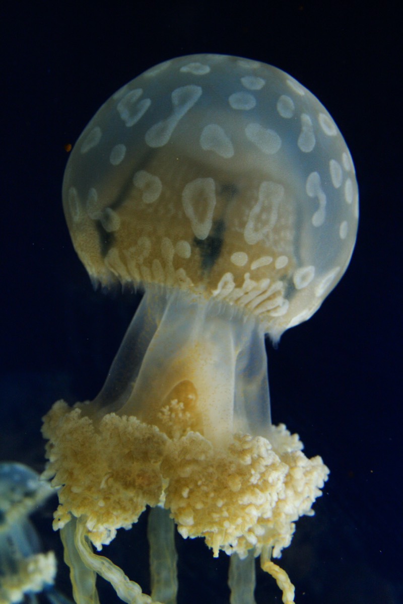 Vancouver Aquarium - Jellyfish