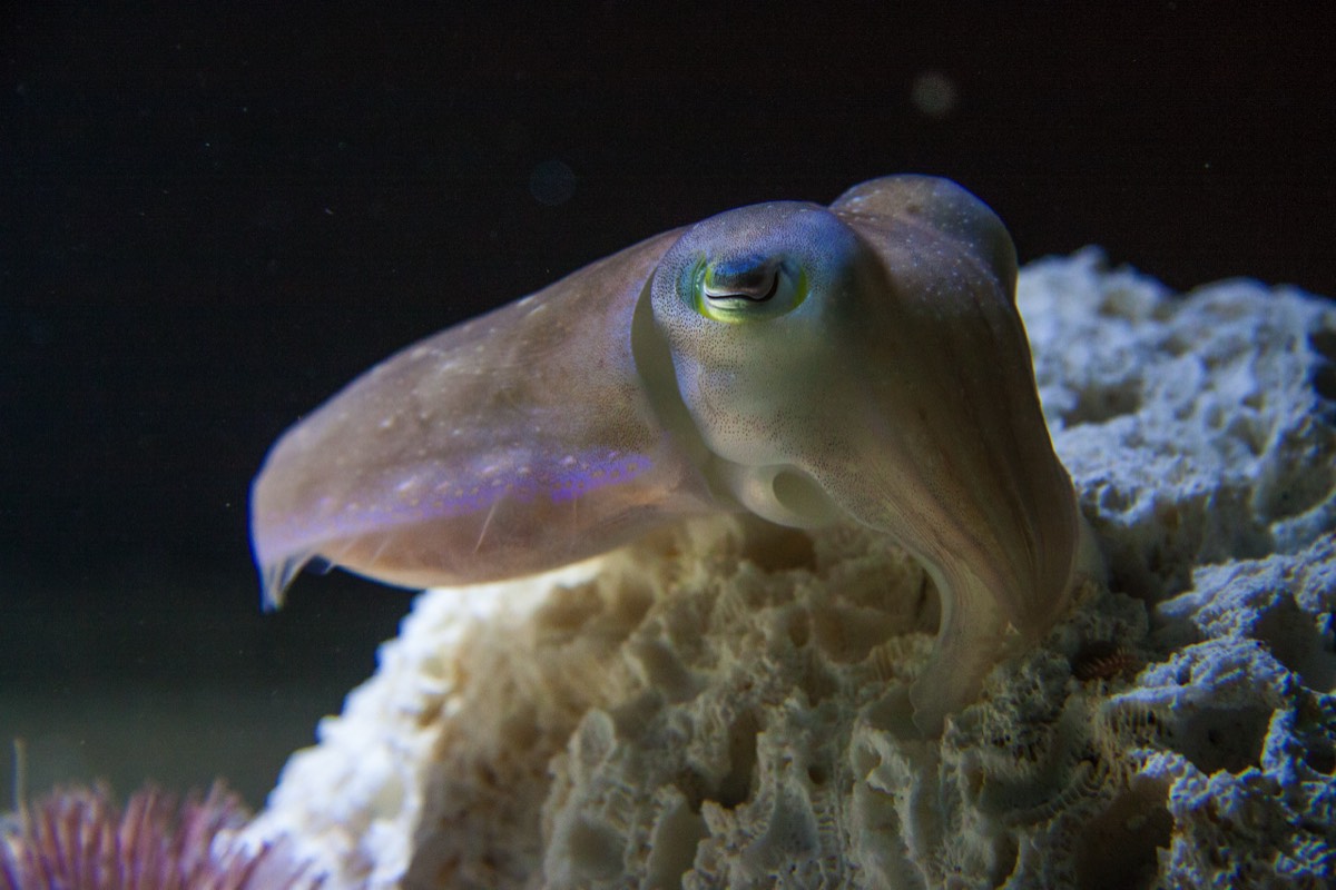 Cuttlefish