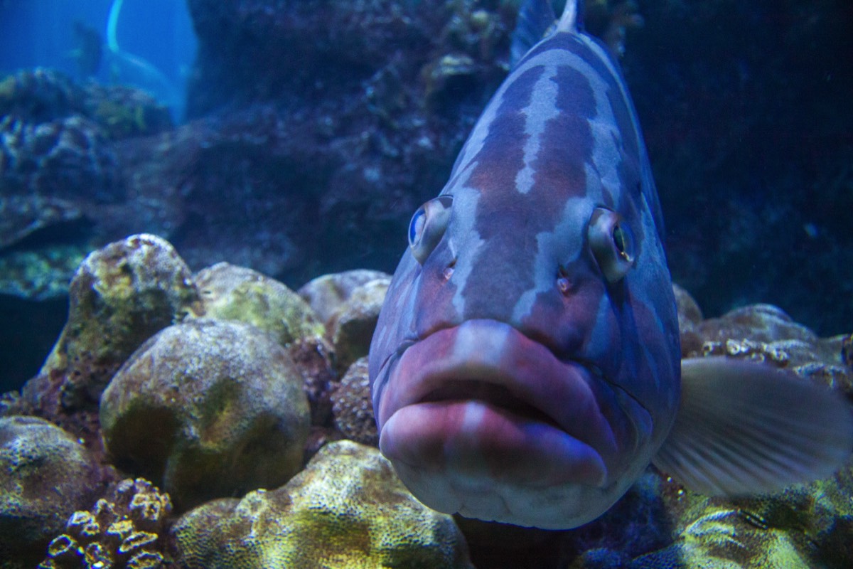 Big-mouthed fish