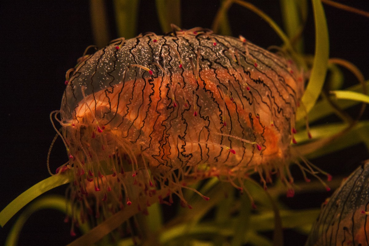 Another jellyfish