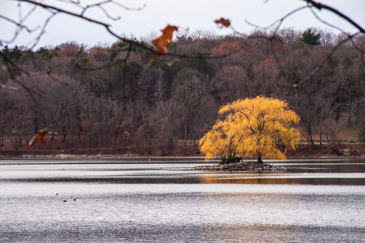 Tree hanging on to its leaves
