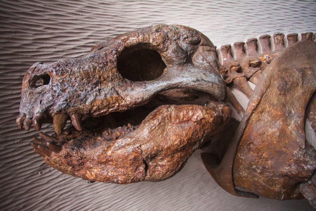 Big fossil