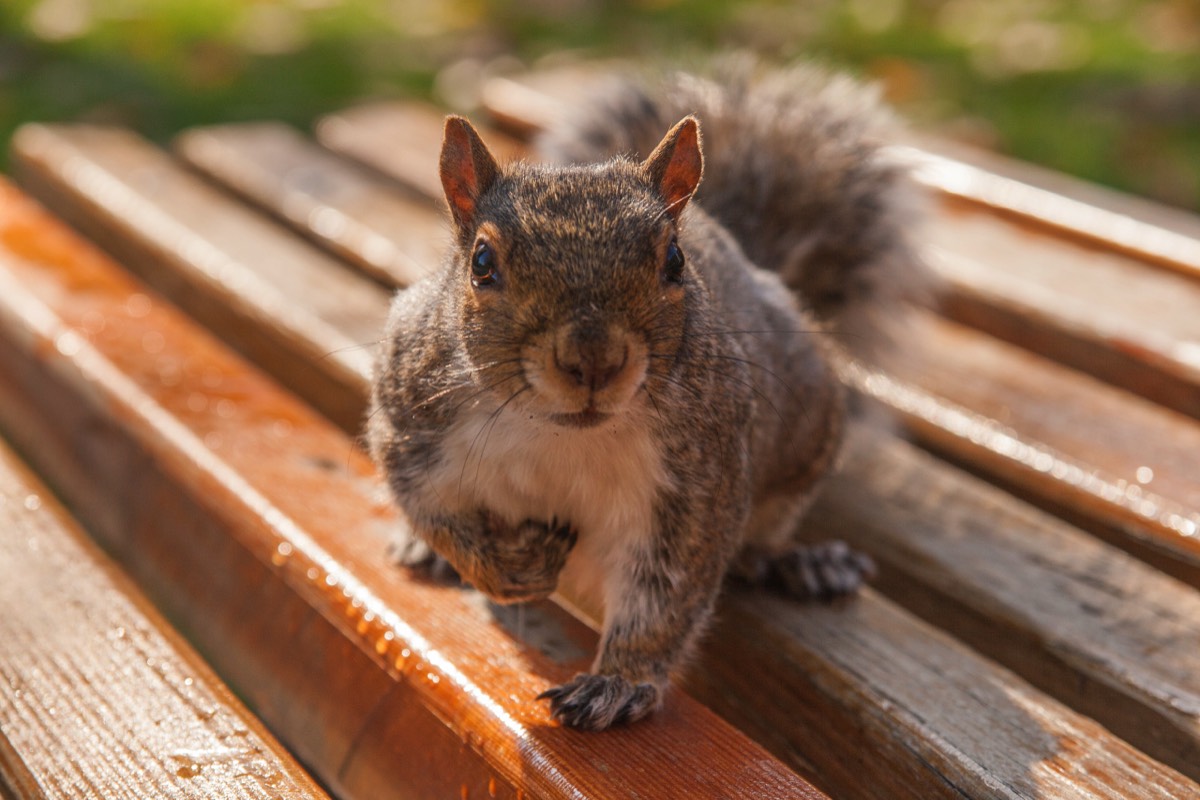 Inquisitive squirrel