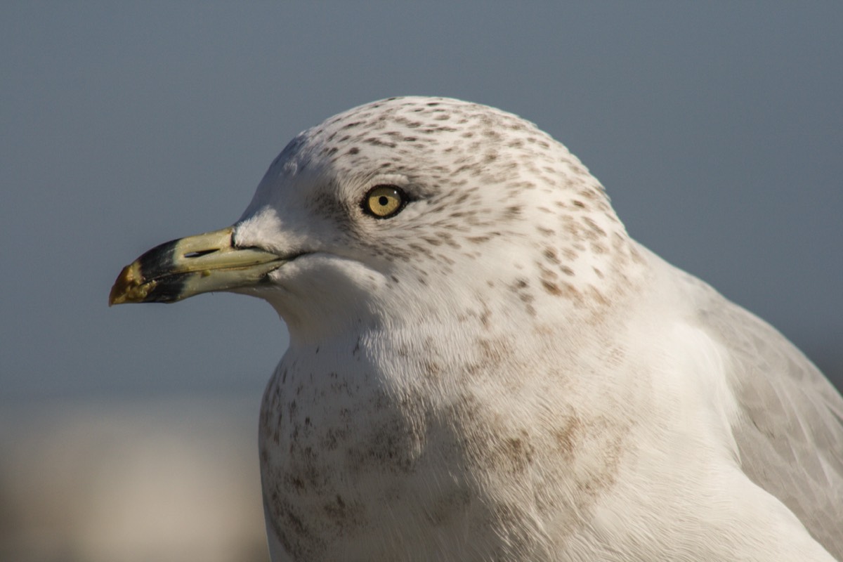 A big gull