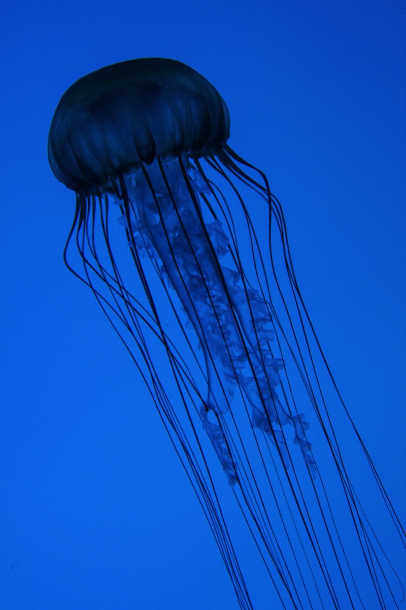Jellyfish at the aquarium