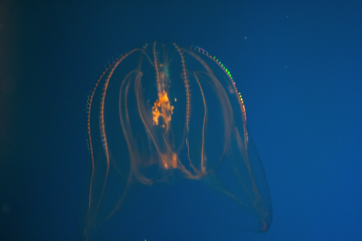 A very small jellyfish