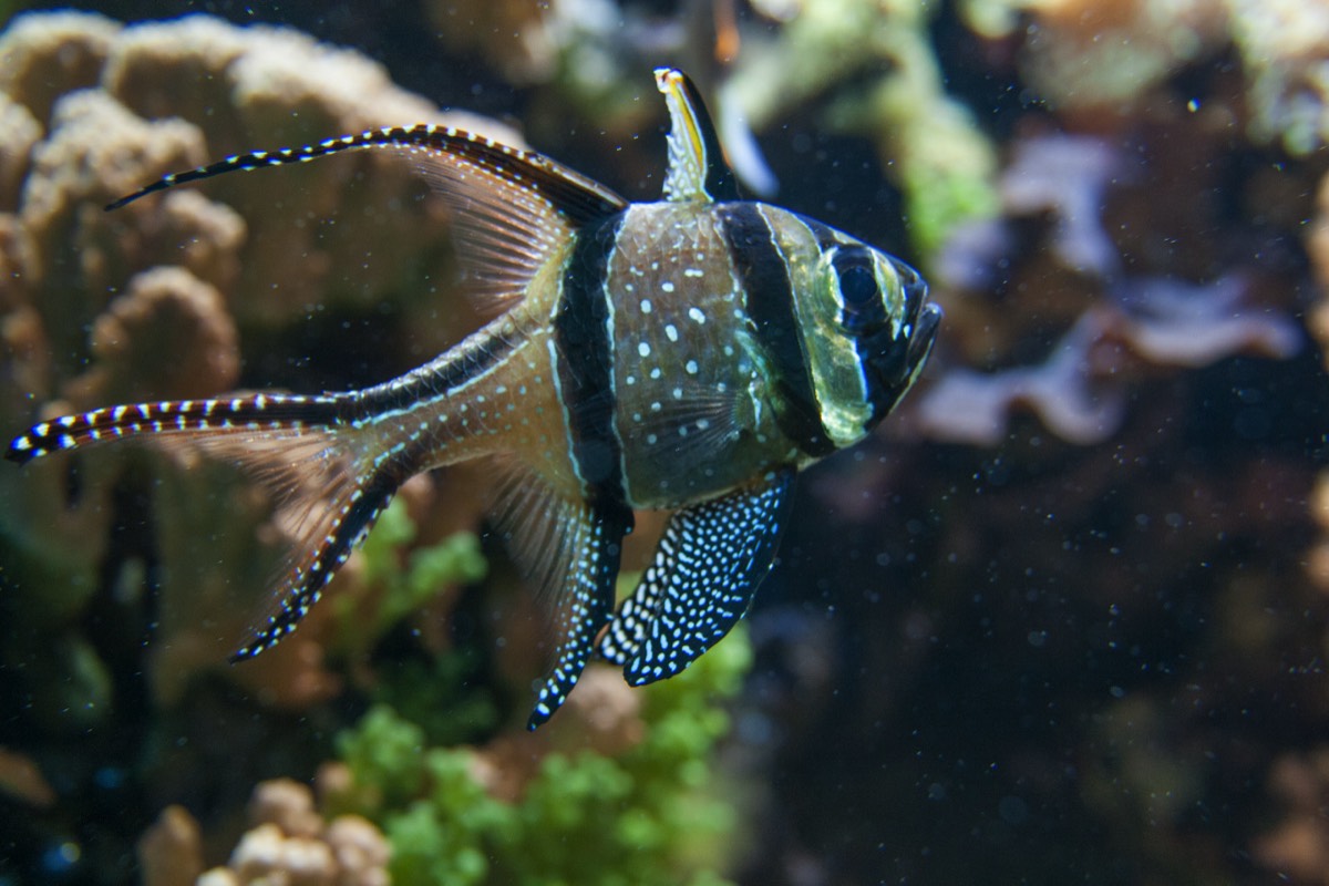 Need more fish?