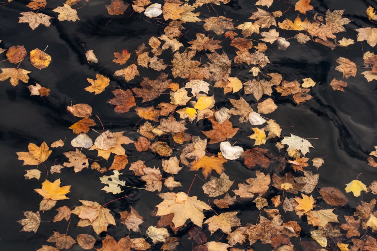 Leaves in the water