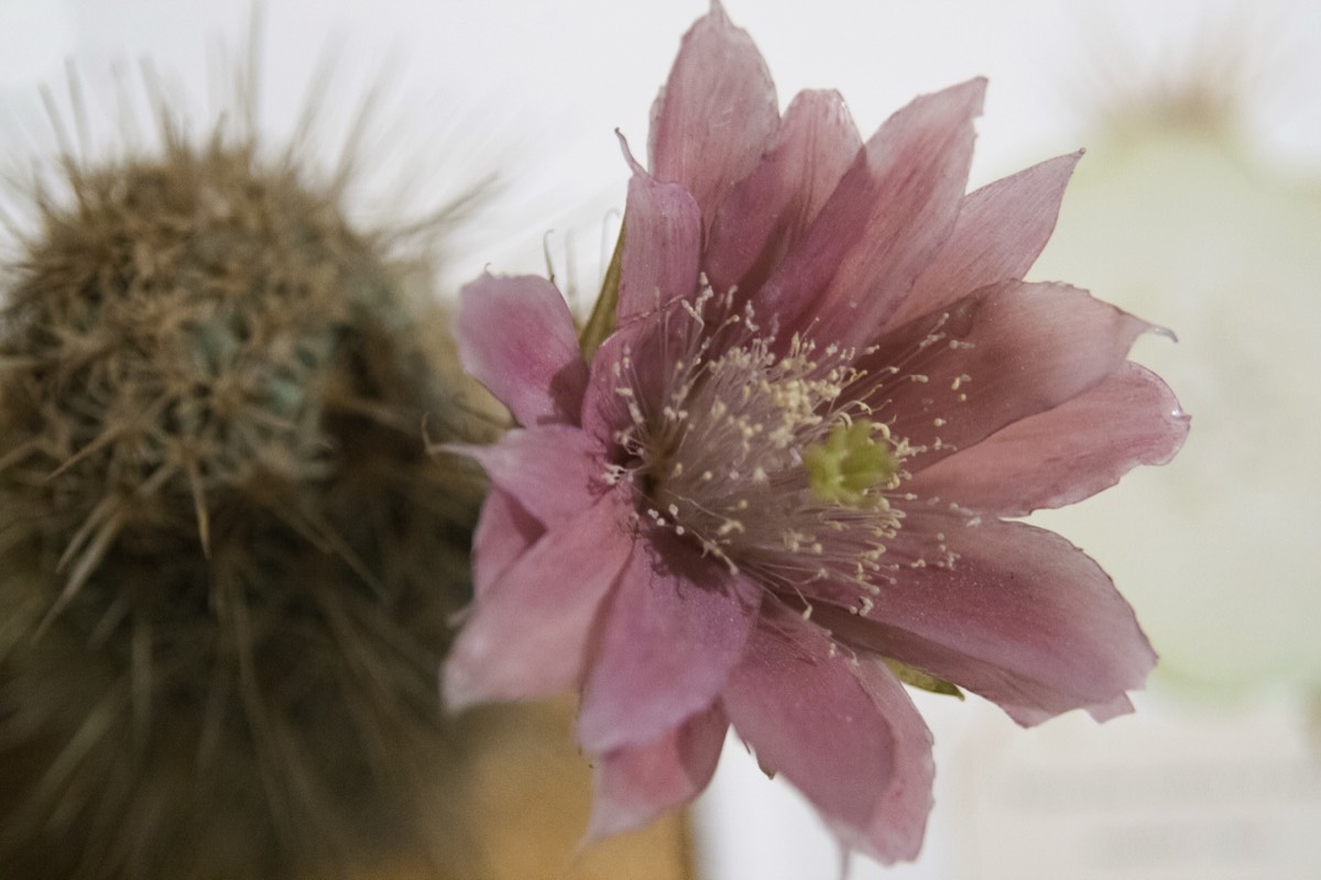 Natural History Museum - Glass Flowers example