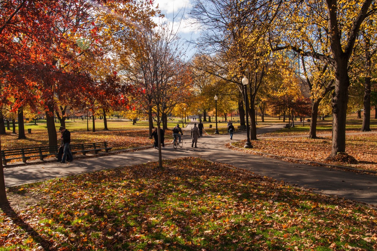 Autumn in the park