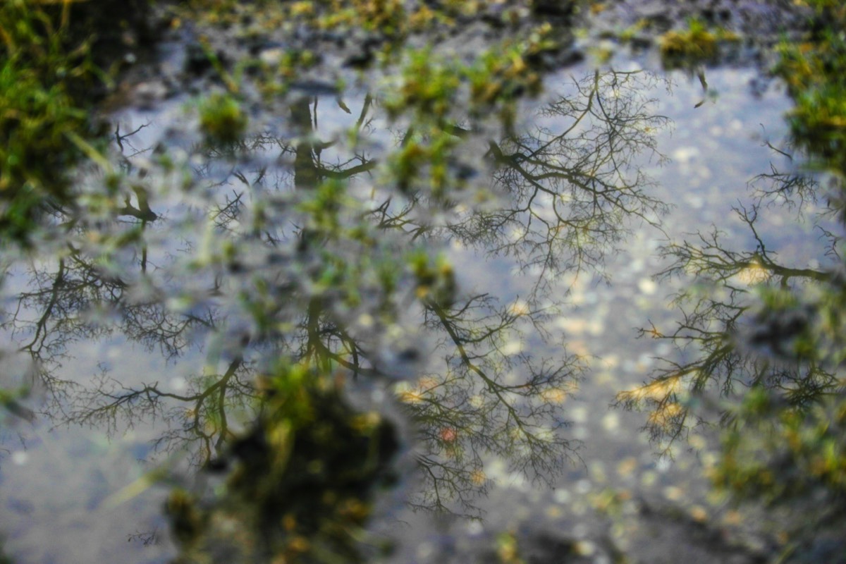 Bare reflection branches