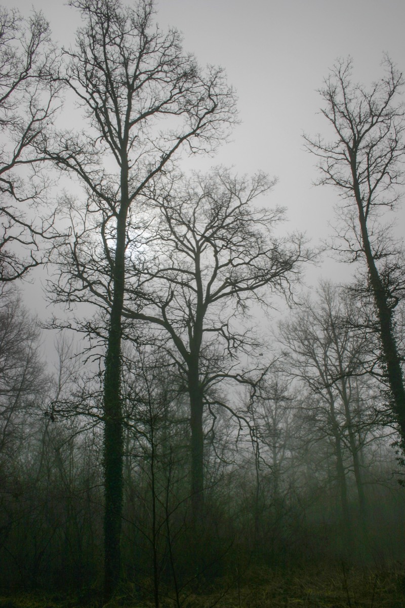 Moody resting trees