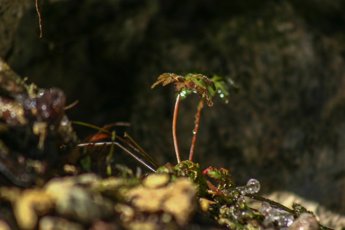 Miniature palm tree