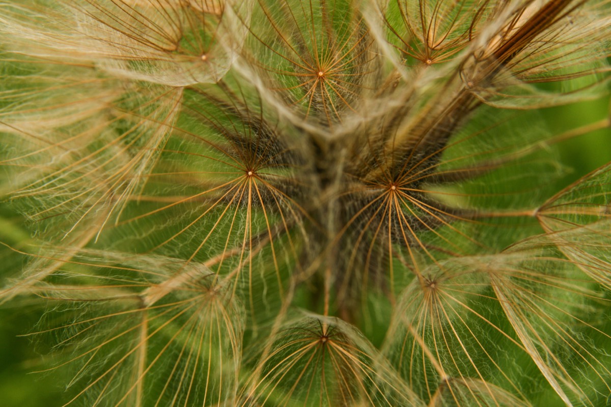 Seed parasols