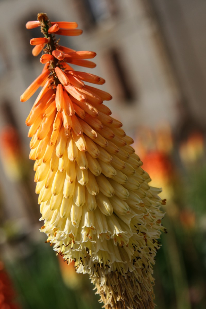 Colourful bloom