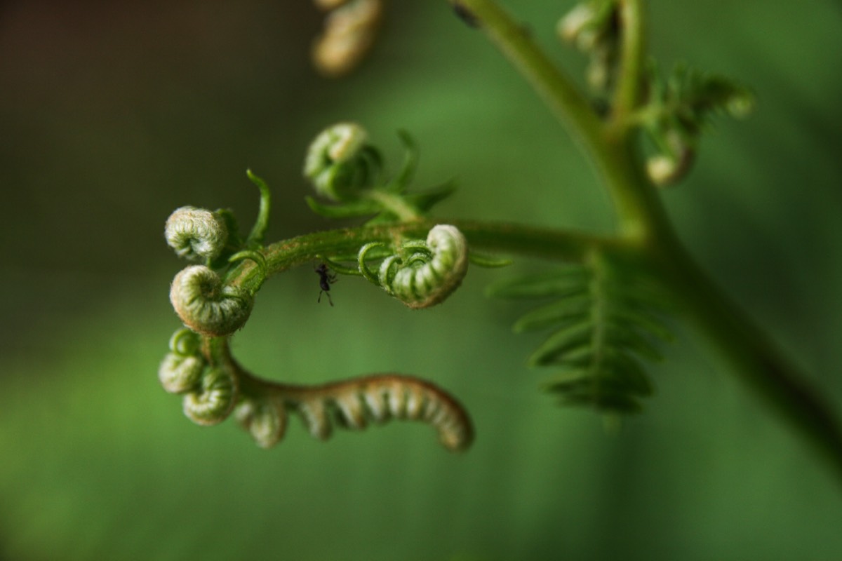 Ant and fern