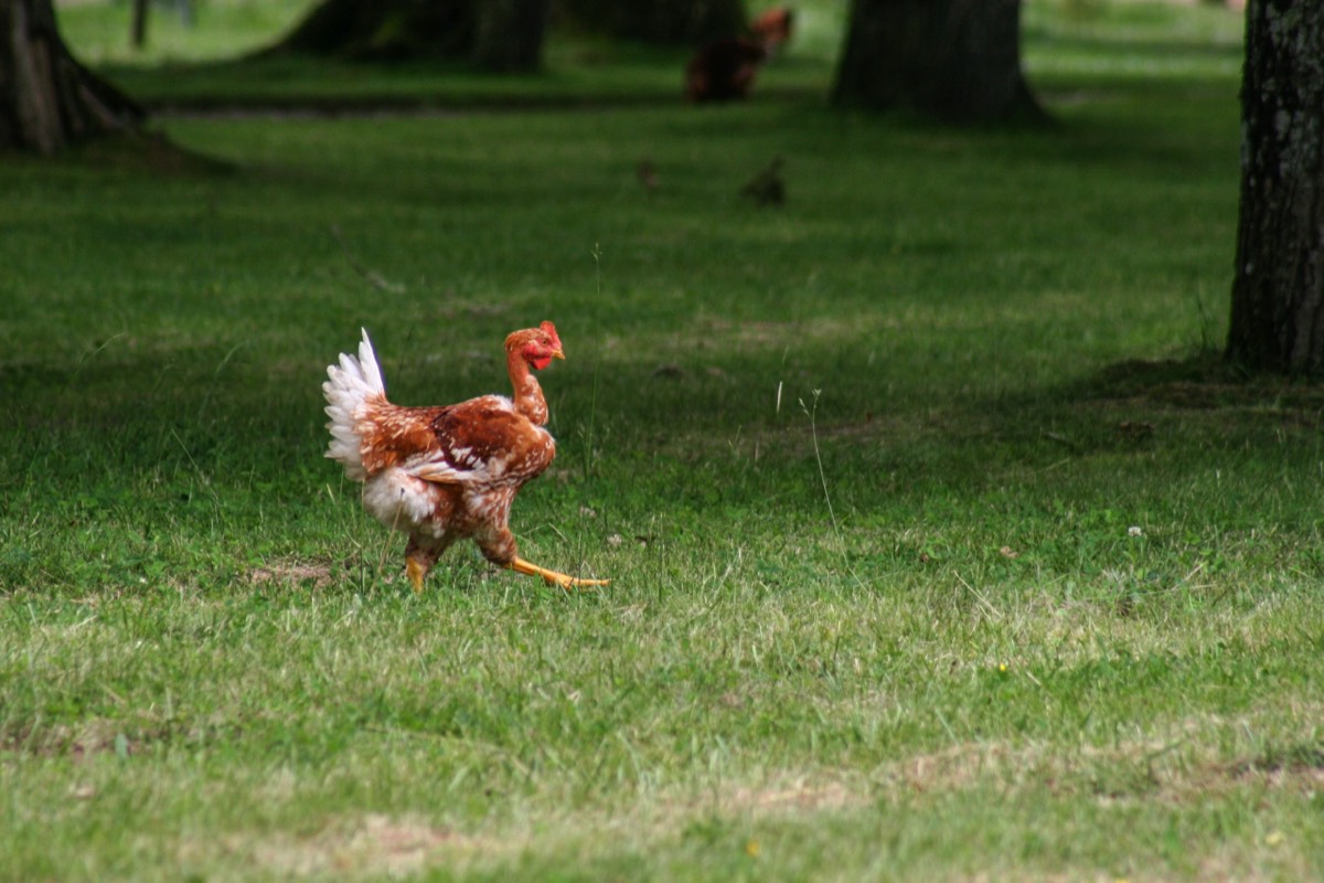Strutting chicken
