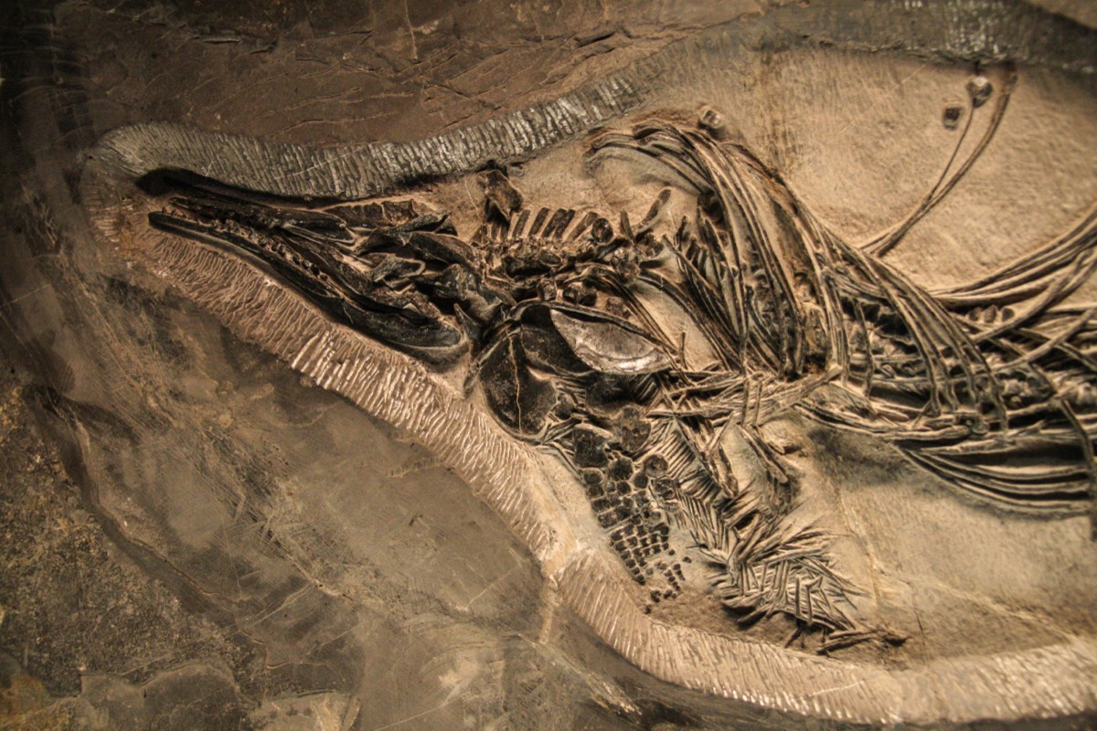 Natural history museum, Toulouse