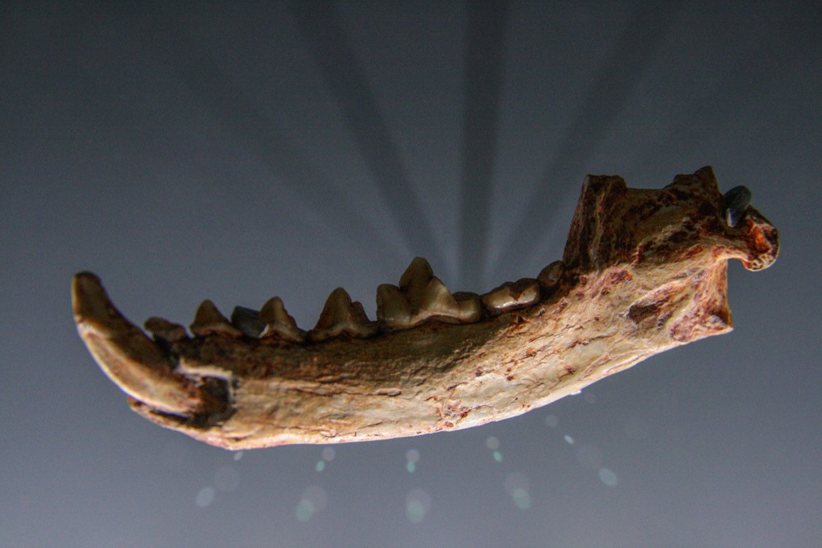 Natural history museum, Toulouse