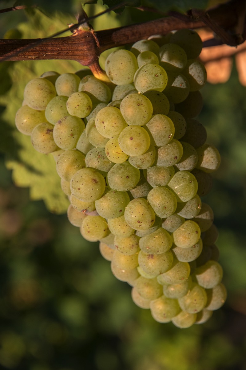 Ripe grapes
