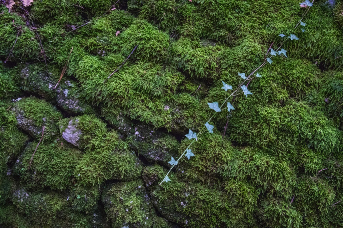 Moss and vine
