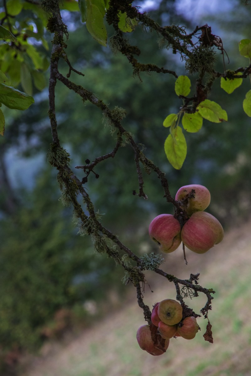Ripe for the plucking