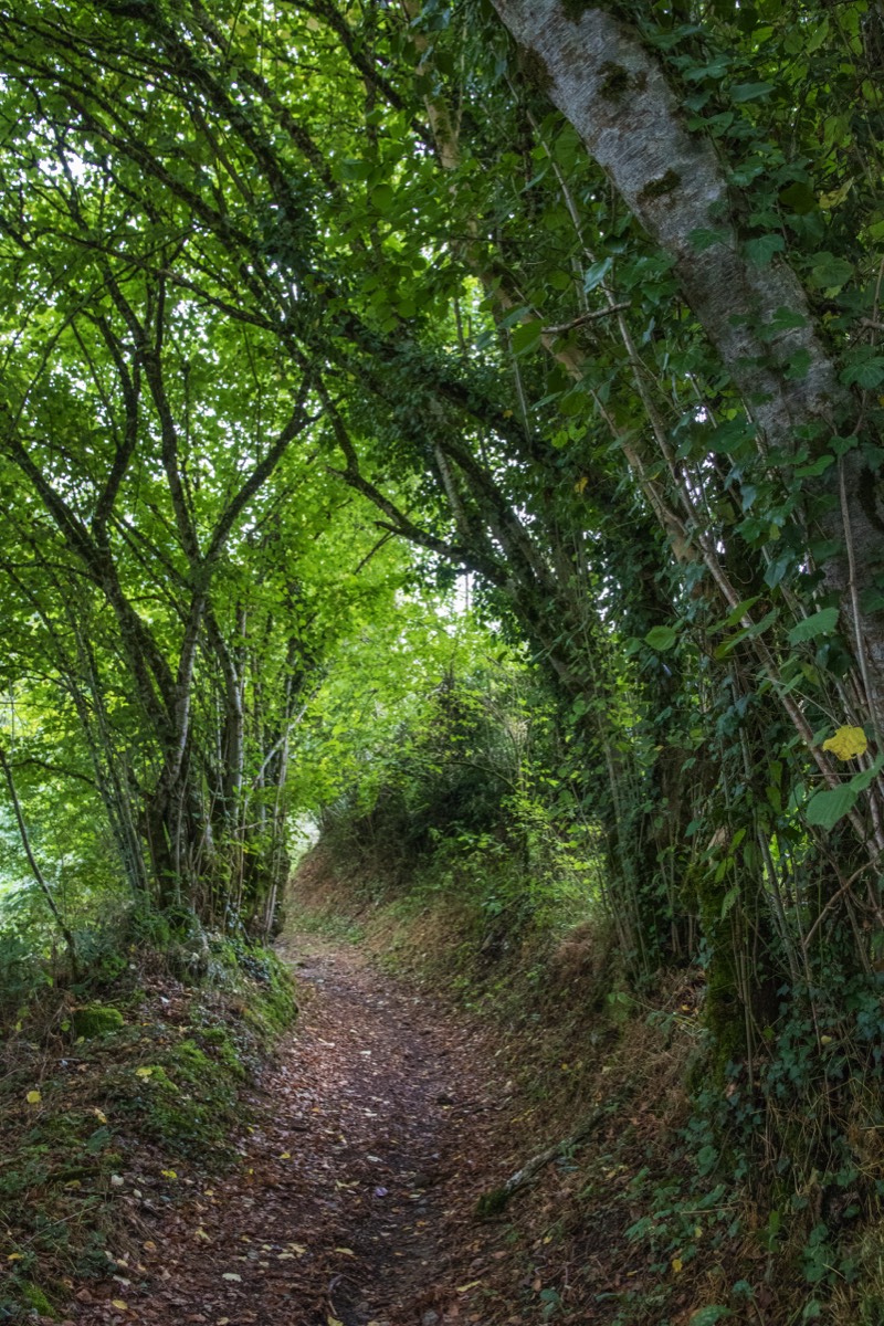 Walking trail