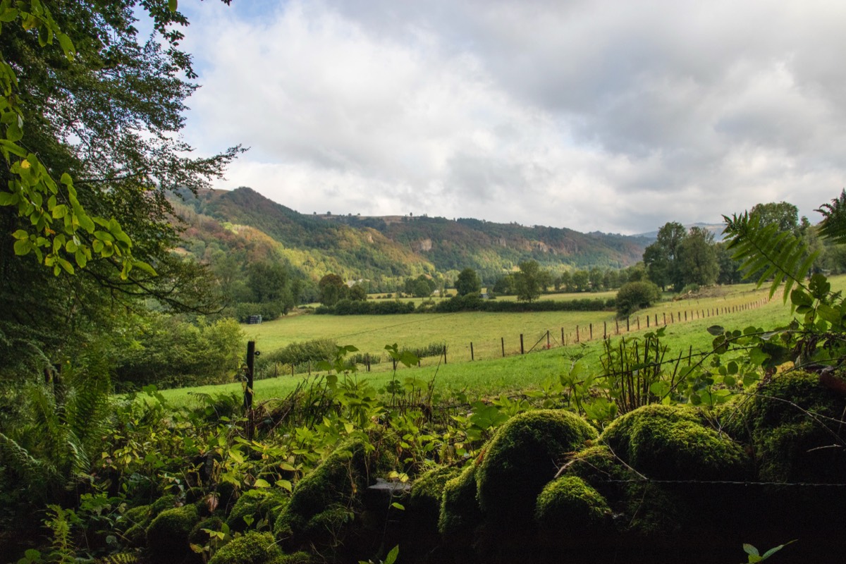 Pasture view