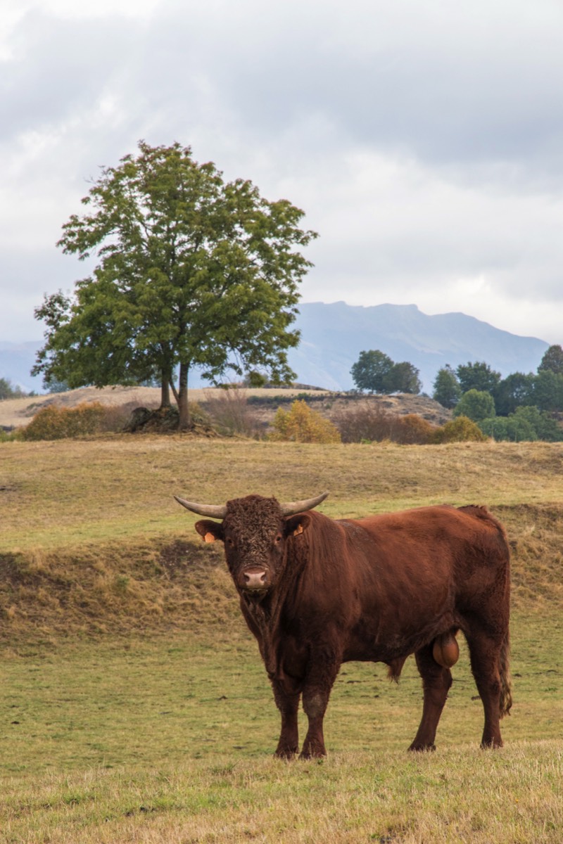King of the pasture