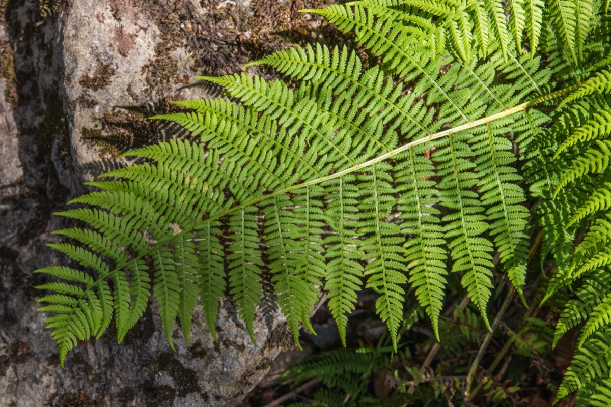 Ferns like moisture