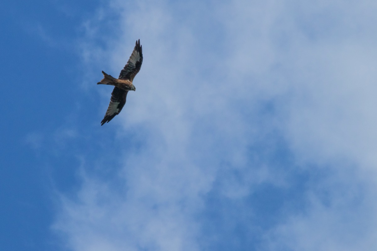 Red kite