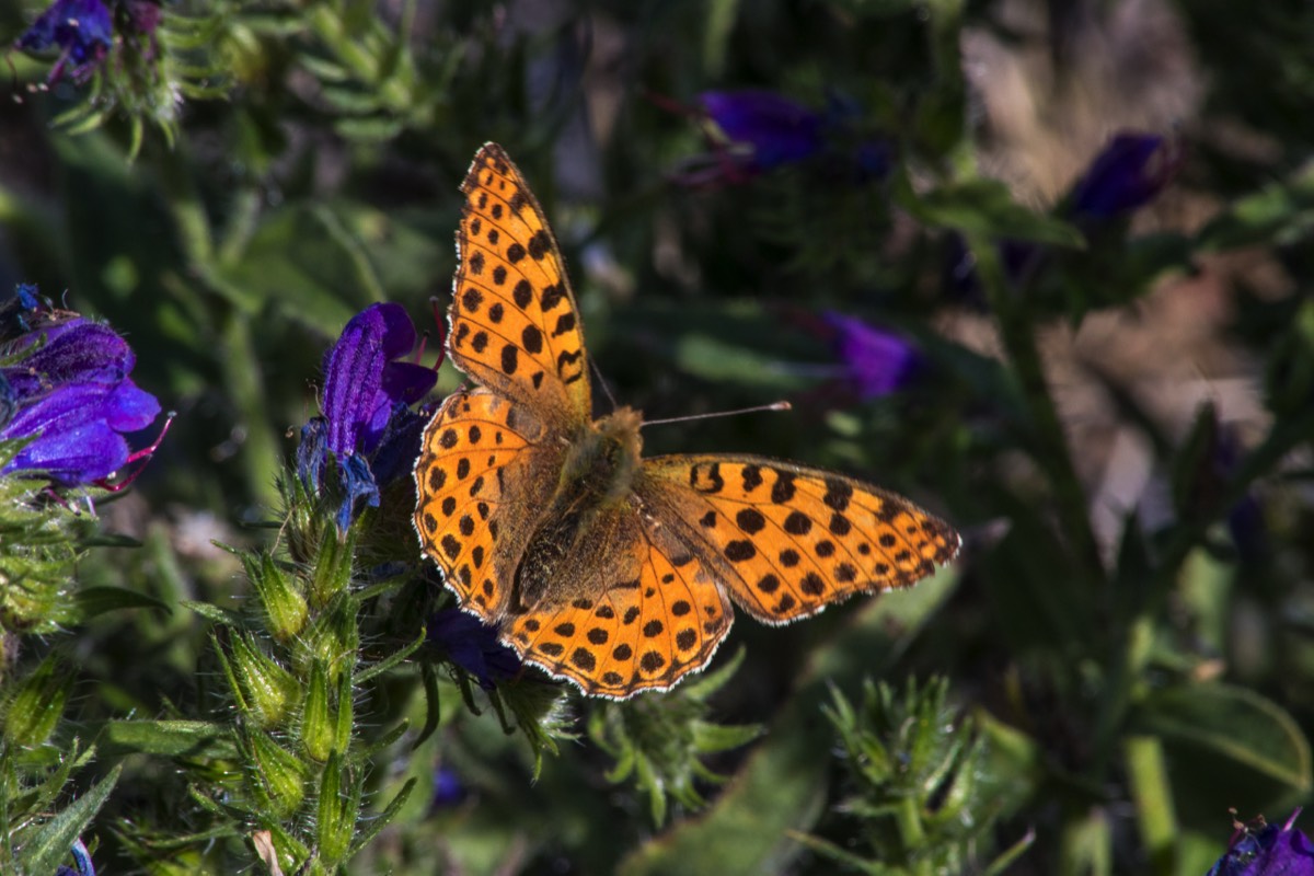 Flutter, flutter