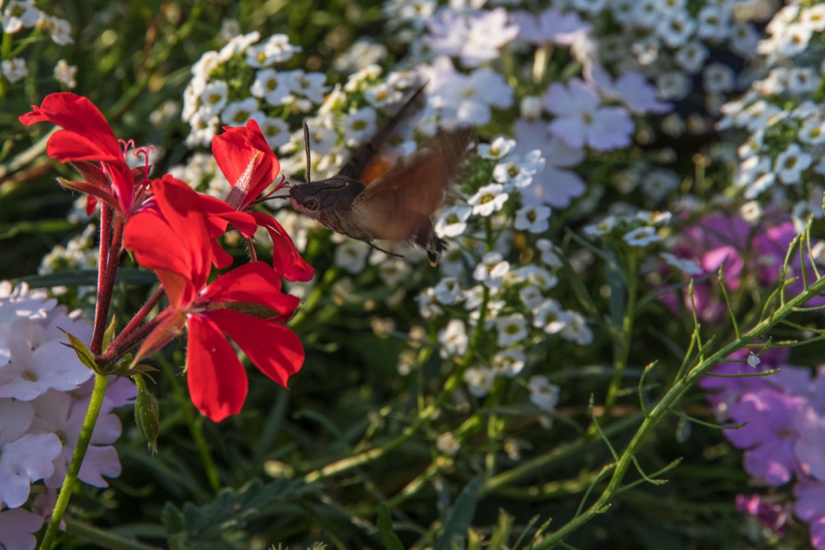 Hummingbird Hawk-moth