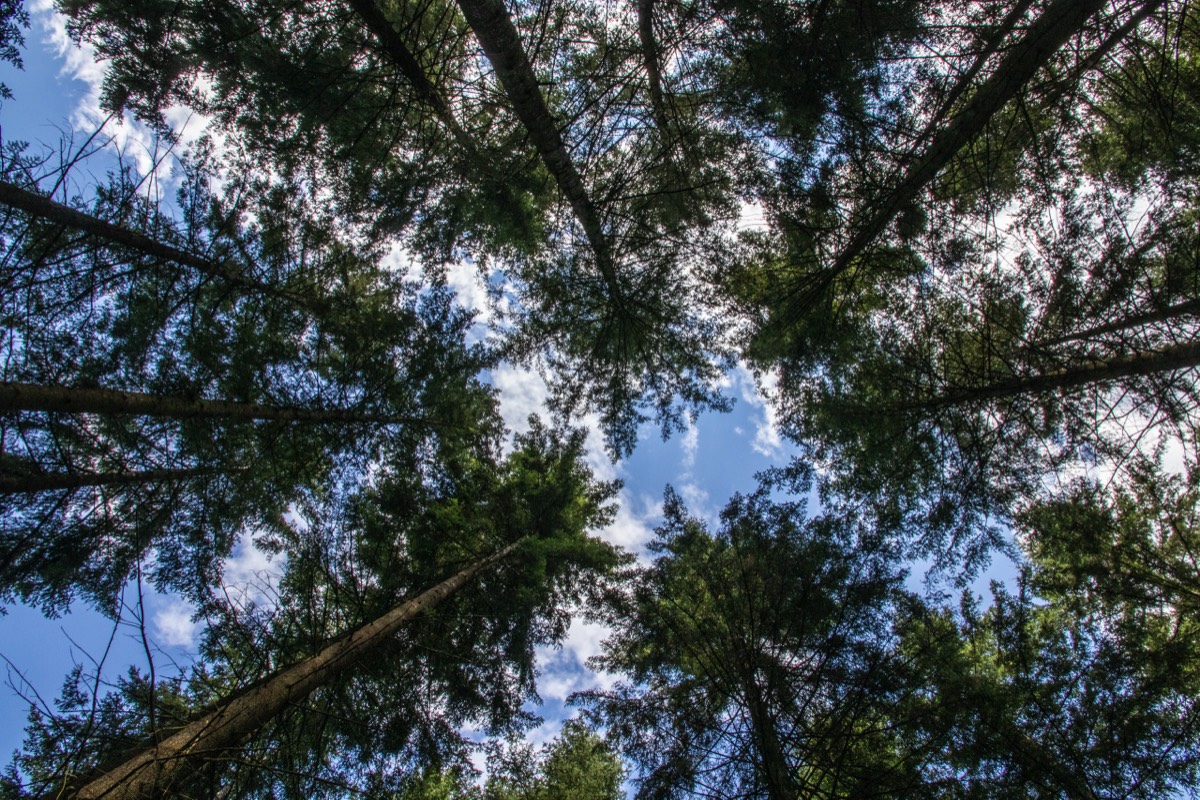 What is at the top of the trees?